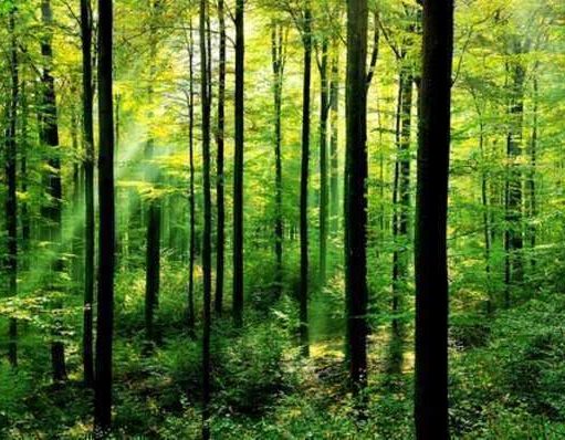 What are Environmental Protection Easements